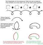 orgonomekompelexity!